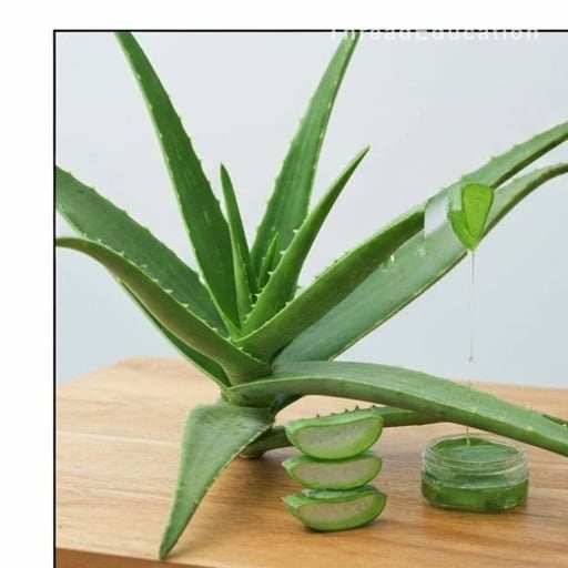 Pourquoi l’aloe vera fait du bien à ta peau (et quand ça marche)