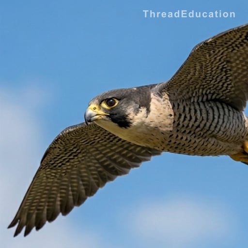 La glycolyse anaérobie : le moteur de survie des oiseaux