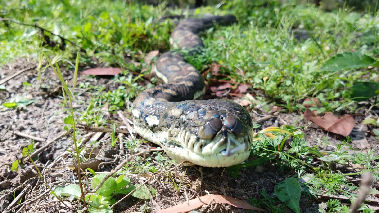 An adult coastal carpet python photographed at ground level in Queensland forest vegetation
