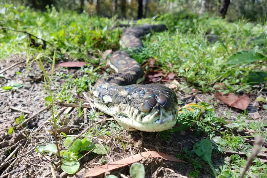 A python in the glove compartment is a job for a snake catcher