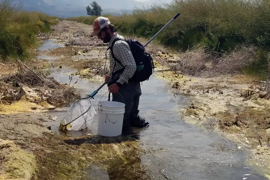 Why Wyoming treats a released goldfish as a wildlife problem