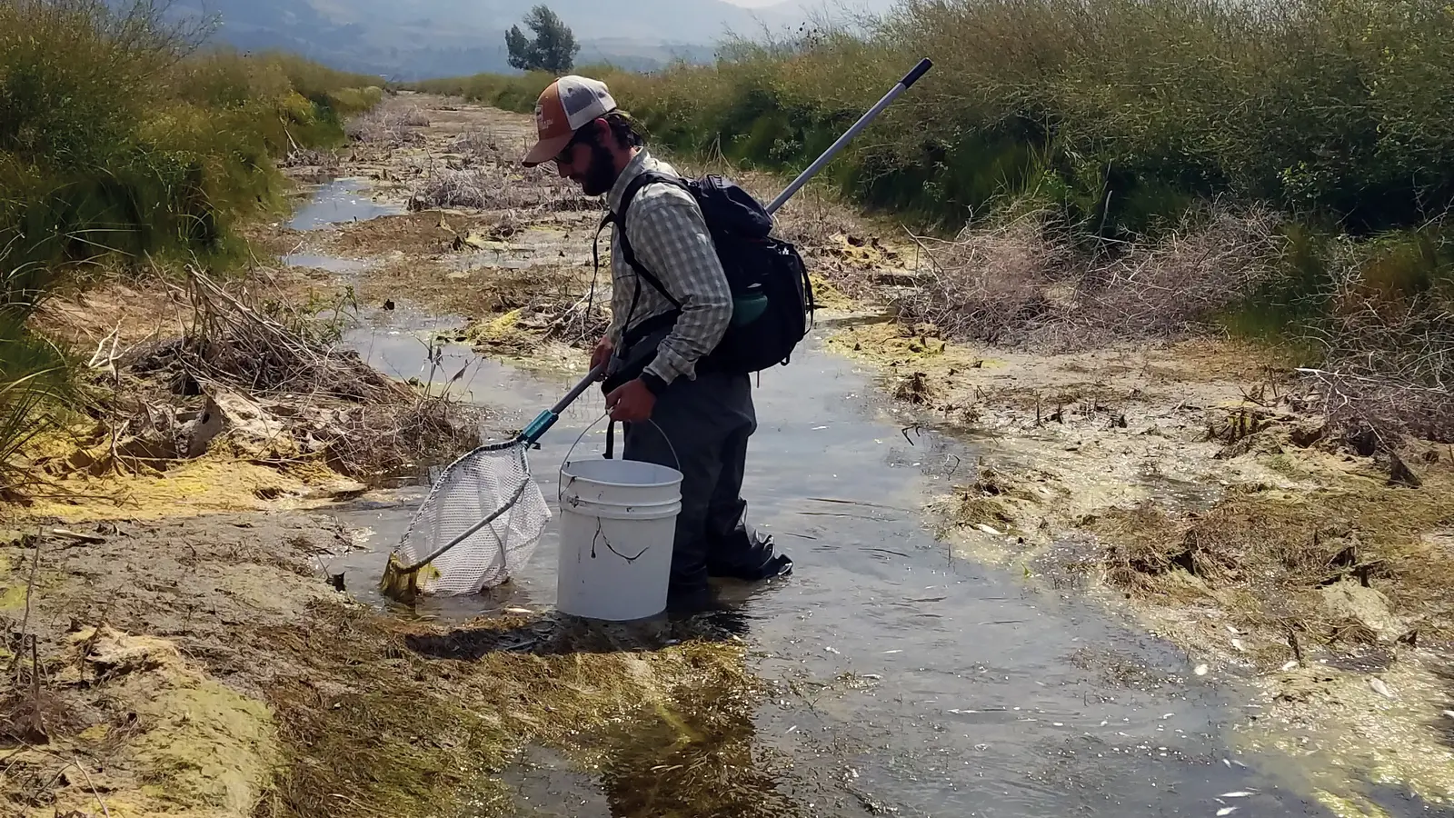 A National Park Service worker collecting fish during invasive-species treatment at Kelly Warm Spring in Wyoming