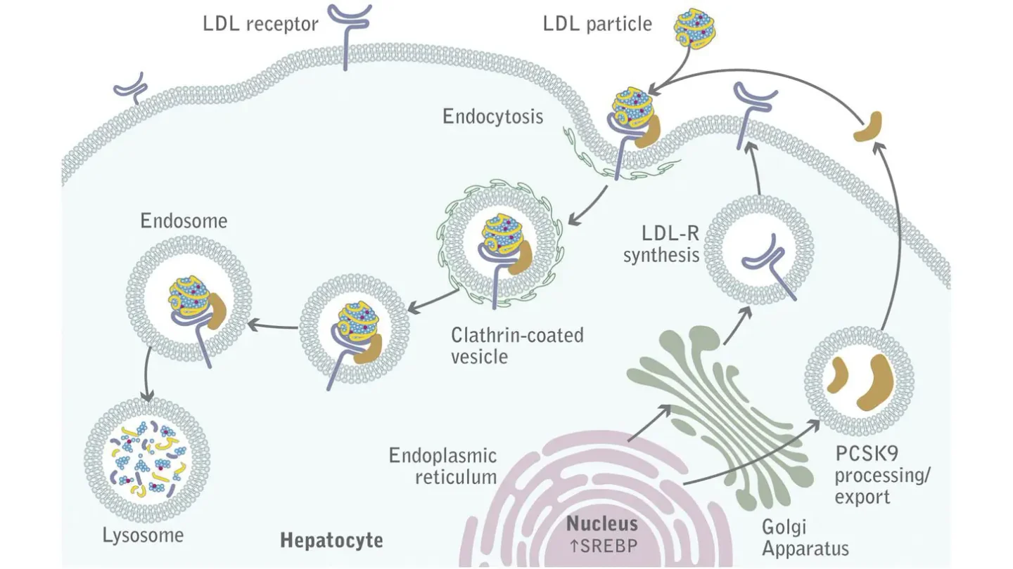 Diagram of PCSK9-mediated LDL receptor processing and degradation inside a liver cell