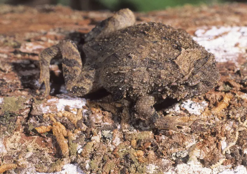 Seven new diamond frogs redraw Madagascar’s unfinished species map