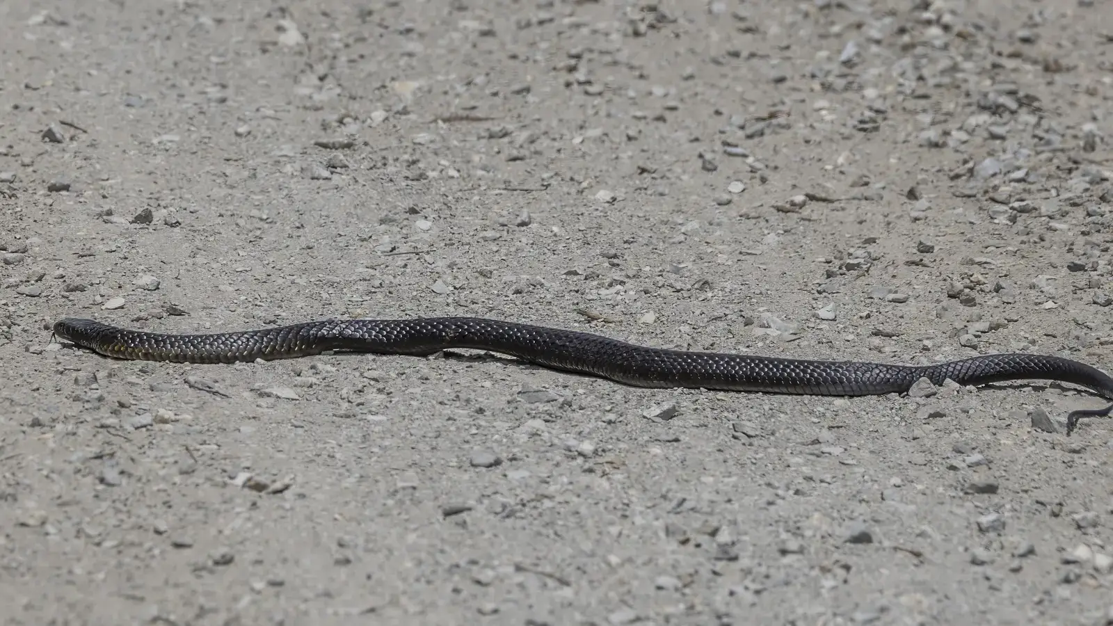 A tiger snake stretched across a gravel track on South Bruny Island, Tasmania