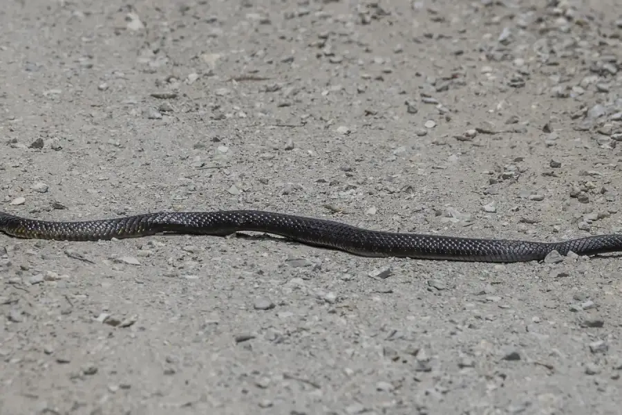 A snake’s spine is less uniform than it looks